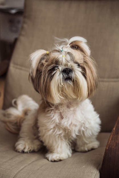 Een schattige kleine hond shi tzu zit binnenshuis op een stoel. grappige puppy shih tsu is thuis