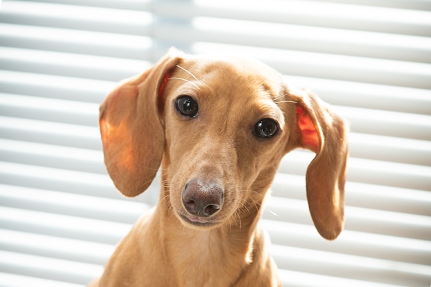 Een schattige kleine puppy kijkt ernaar uit