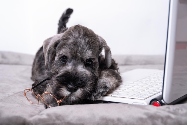 Een schattige kleine puppy met een bril tussen zijn tanden en liggend op een laptoptoetsenbord Online leren