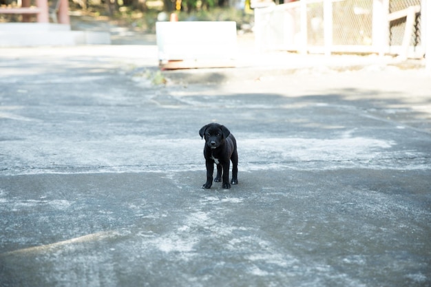 Een schattige kleine zwarte hond die op de cementvloer speelt focus selectief