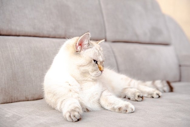 Een schattige lichtgrijze Britse kat met blauwe ogen ligt op een grijze bank