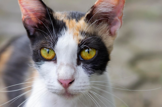 Een schattige lokale kat met roze neus, in ondiepe focus