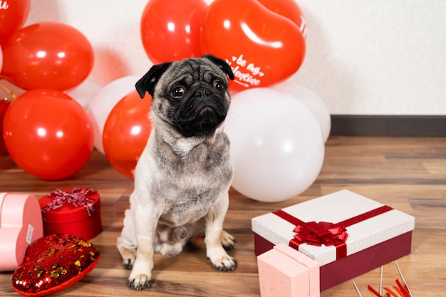 Een schattige mopshond viert Valentijnsdag tussen ballen en geschenkdozen Huisdieren en Feestdagen