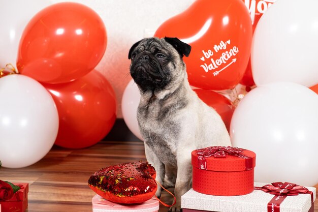 Een schattige mopshond viert Valentijnsdag tussen ballen en geschenkdozen