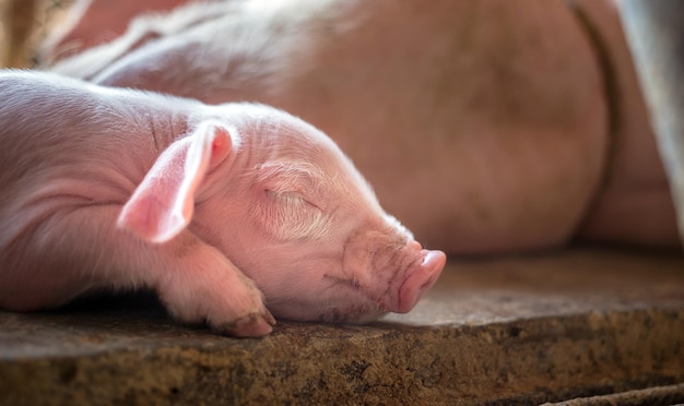 Een schattige pasgeboren baby van een week oud die op de varkensboerderij slaapt met andere biggetjes Close-up