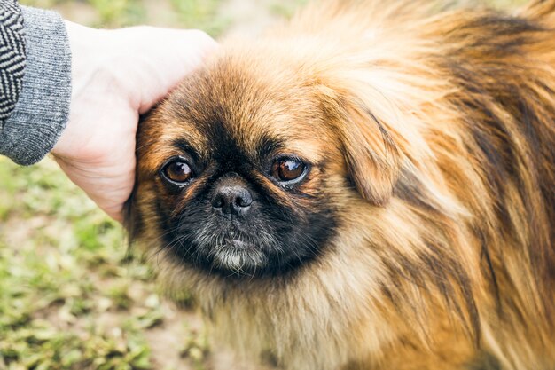 Een schattige pekingese hond