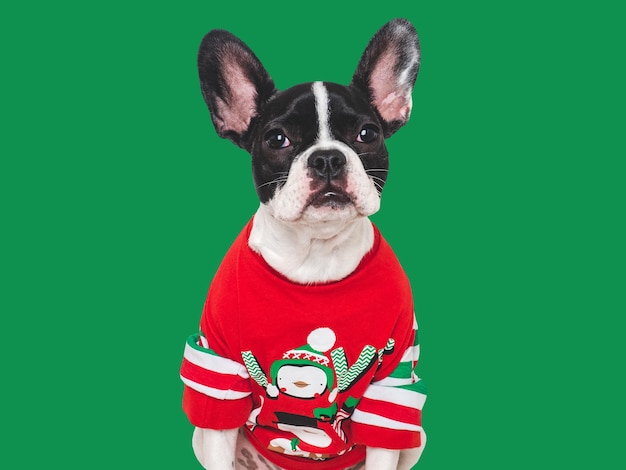 Een schattige puppy en een gebreide trui met kerstpatronen.