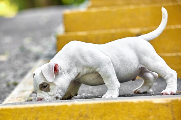 Een schattige puppy speelt op de trap. concept van de eerste levensstappen, dieren, een nieuwe generatie. puppy amerikaanse bullebak.