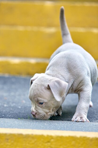 Een schattige puppy speelt op de trappen Concept van de eerste stappen van het leven dieren een nieuwe generatie Puppy American Bully Kopieer de ruimte