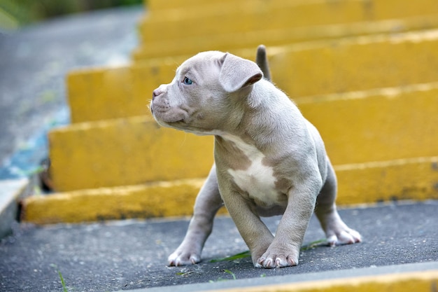 Een schattige puppy speelt op de trappen Concept van de eerste stappen van het leven dieren een nieuwe generatie Puppy American Bully Kopieer de ruimte