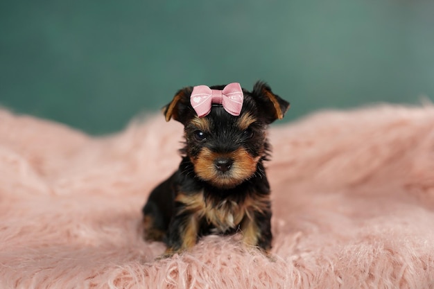 Een schattige puppy van Yorkshire Terriër zittend op een kussen van roze bont kijkt naar de camera