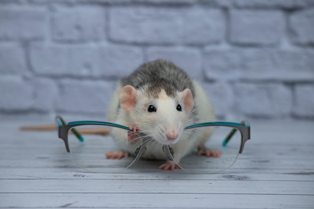 Een schattige rat zit naast een bril met doorzichtige glazen. Slim knaagdier.