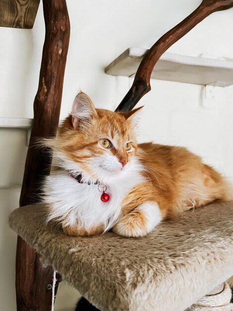 Een schattige rode kat woont in een asiel voor dakloze dieren.