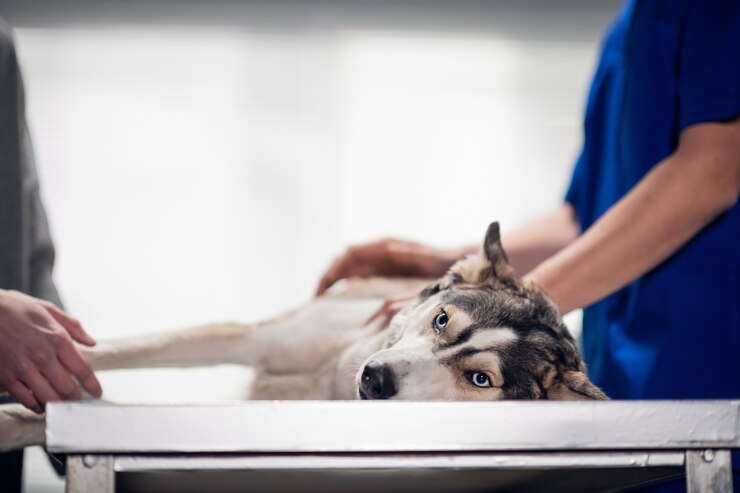Een schattige rustige hond die bij de dierenarts wordt gecontroleerd.