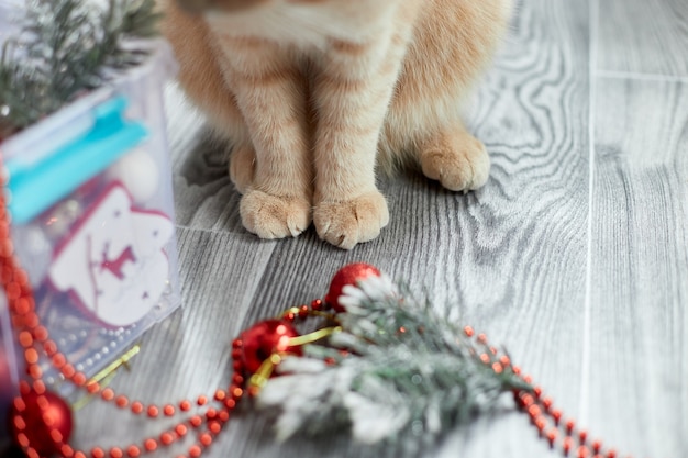 Een schattige schattige Britse kattenpoot die thuis met kerstballen speelt, kerstversieringen, kerstkat