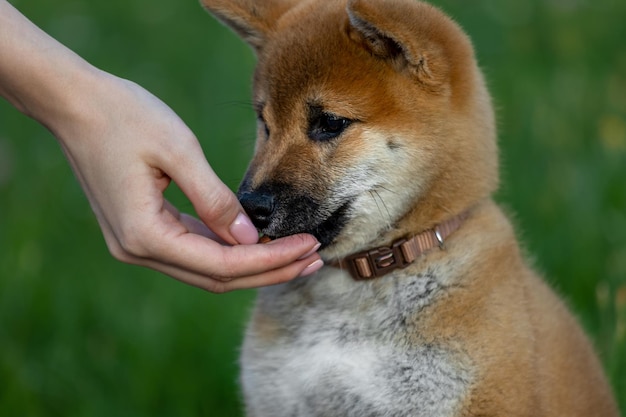 Een schattige Shiba Inu-puppy voeren. Een deel van het lichaam - de hand van een vrouw. Groene achtergrond