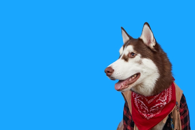 Een schattige Siberische Husky-hond is geïsoleerd op een blauwe achtergrond