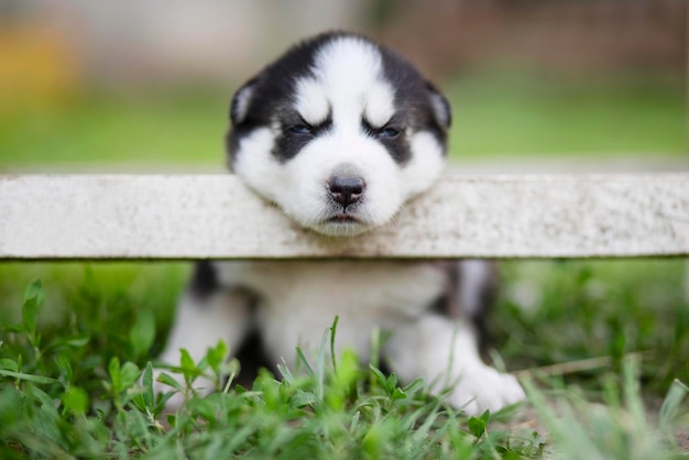 Een schattige slaperige Siberische husky puppy die op het gras zit
