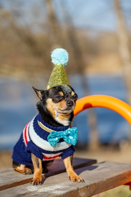 Een schattige verjaardagschihuahua op een natuurlijke achtergrond. Chihuahua-hond in een verjaardagspet. verjaardag, hond, dier, chihuahua, huisdier,