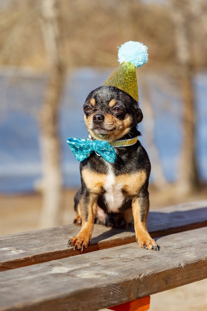 Een schattige verjaardagschihuahua op een natuurlijke achtergrond. Chihuahua-hond in een verjaardagspet. verjaardag, hond