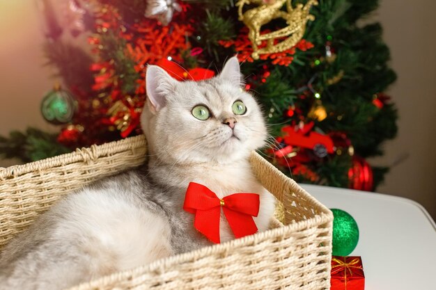 Een schattige witte kat ligt in een rieten mand bij een kerstboom