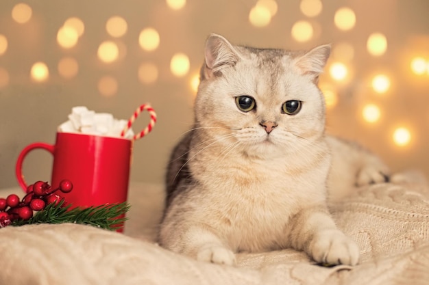 Een schattige witte kat ligt 's avonds op een witte gebreide deken met rode kop cacao