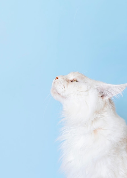Een schattige witte kat met een monochrome muur achter haar.