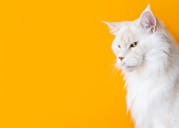 Een schattige witte kat met een monochrome muur achter haar.