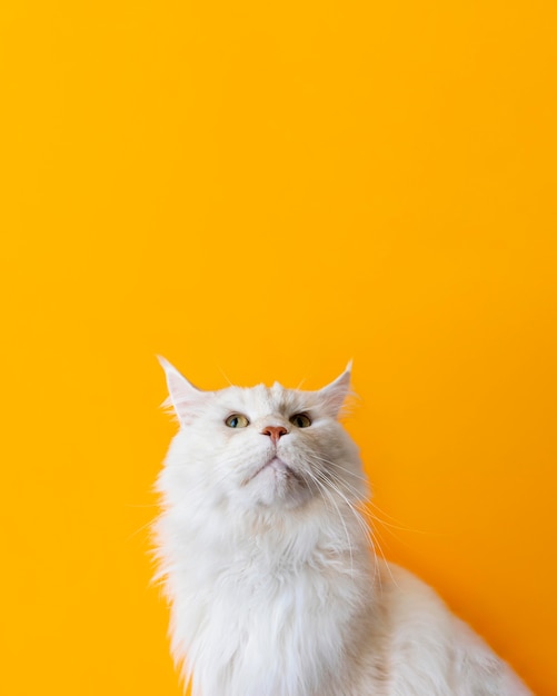 Een schattige witte kat met een monochrome muur achter haar.