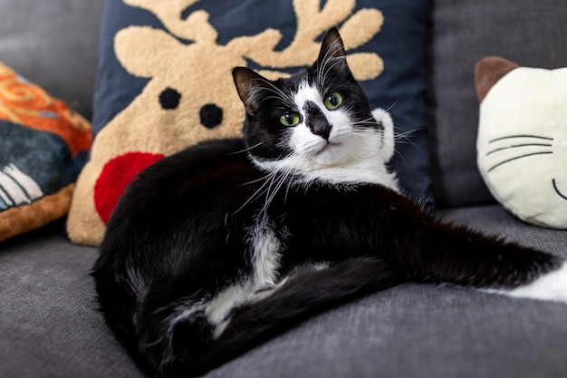 Een schattige zwart-witte kat ligt op de bank bij de kussens.