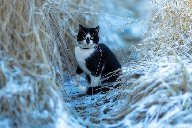 Een schattige zwart-witte kat zit in de sneeuw. Wintertijd.