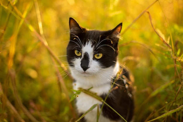 Een schattige zwart-witte kat zit in het gras bij zonsondergang