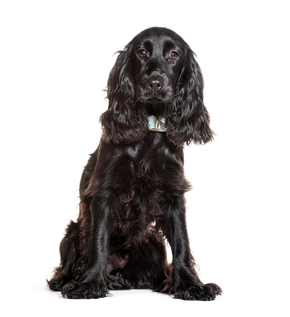 Een schattige zwarte cocker spaniel die naar de camera kijkt.
