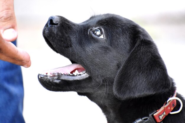 Een schattige zwarte puppy.