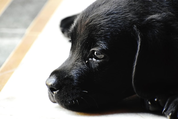 Een schattige zwarte puppy.