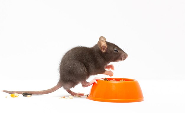 Een schattige zwarte rat zit op een kom op een gele achtergrond voedsel van huisdieren Rat wil een lief huisdier eten