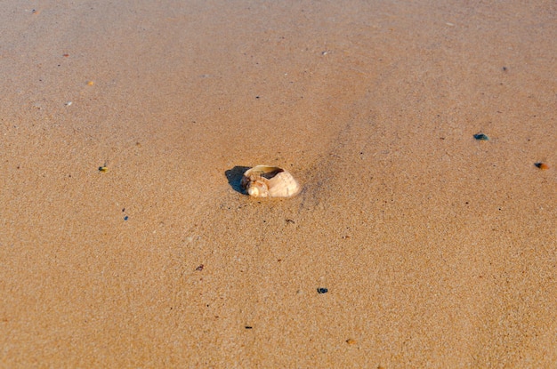 Een schelp in het zand aan de kust.