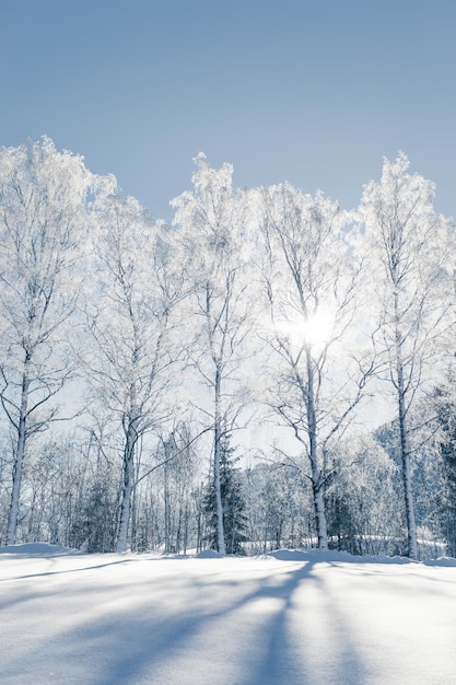 Een schilderachtig uitzicht op besneeuwde bomen tegen de lucht