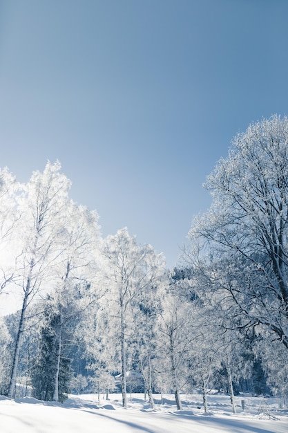 Een schilderachtig uitzicht op besneeuwde bomen tegen de lucht