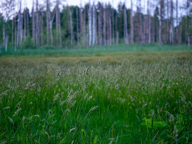 Foto een schilderachtig uitzicht op bomen die op het veld groeien