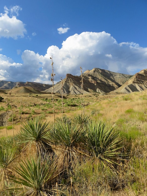 Een schilderachtig uitzicht op cactusplanten die op een zonnige dag in het landschap groeien