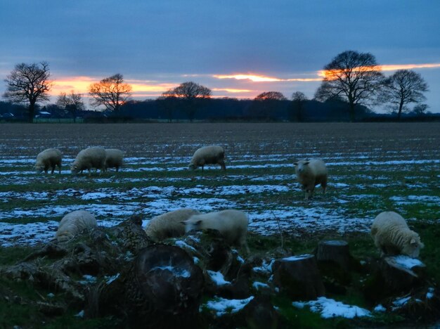 Foto een schilderachtig uitzicht op de hemel bij zonsondergang