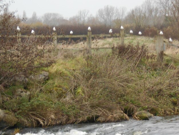 Foto een schilderachtig uitzicht op de rivier