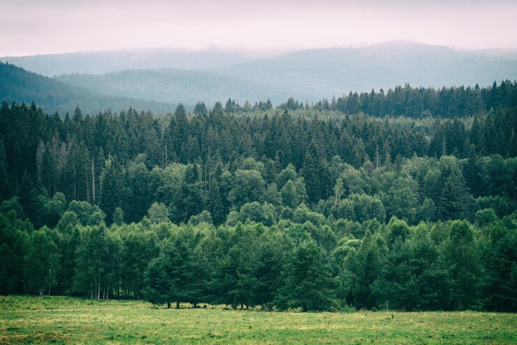Foto een schilderachtig uitzicht op dennenbomen in het bos tegen de lucht