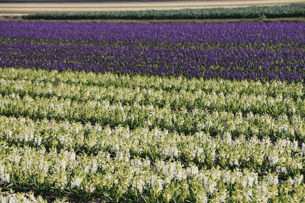 Een schilderachtig uitzicht op een bloemenveld in Nederland