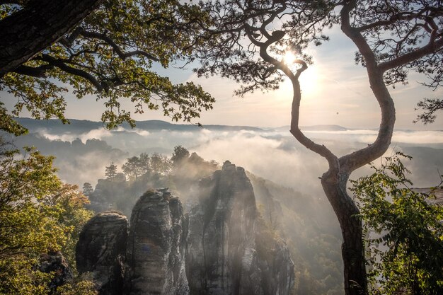 Foto een schilderachtig uitzicht op een boom tegen de lucht