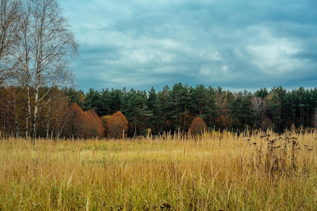 Een schilderachtig uitzicht op een grasveld met bomen tegen een bewolkte lucht