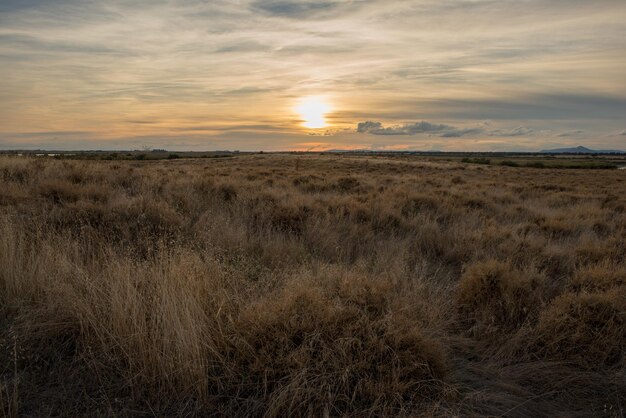 Foto een schilderachtig uitzicht op een grasveld tegen de hemel bij zonsondergang