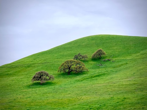 Een schilderachtig uitzicht op een grasveld tegen de lucht