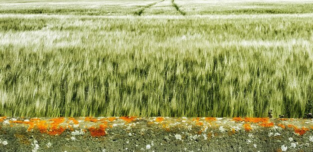 Foto een schilderachtig uitzicht op een grasveld